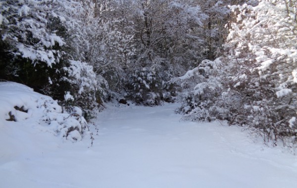 Camí nevat